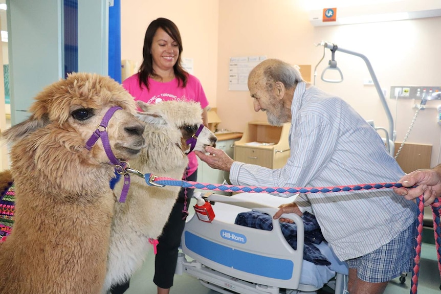 Ed Sheeran and Pancake, the alpacas in a hospital room with a patient patting Pancake on the chin.