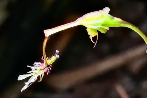 A close up of a small flower hanging at an angle off a green stalk.