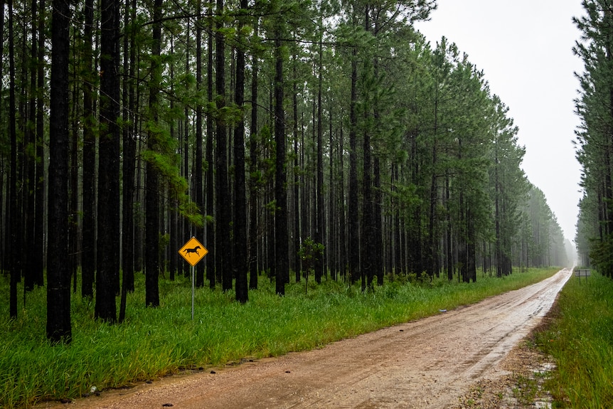 An empty forestry road with a brumby hazard sign.