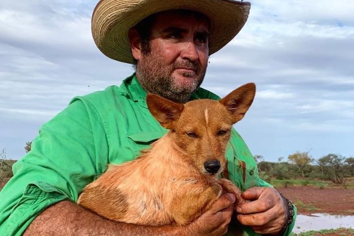 A farmer in a green t-shirt and hat holds a dirty white Jack Russell terrier dog in an outback location.