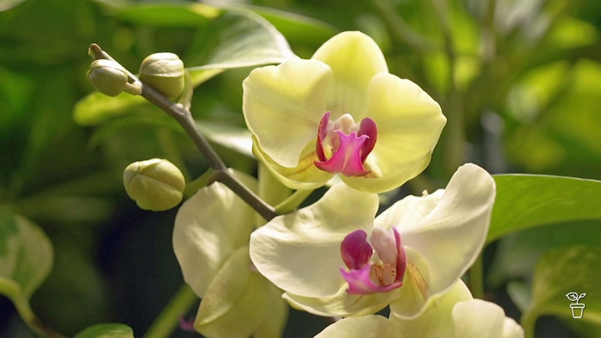 Cream-coloured orchid with a pink centre.