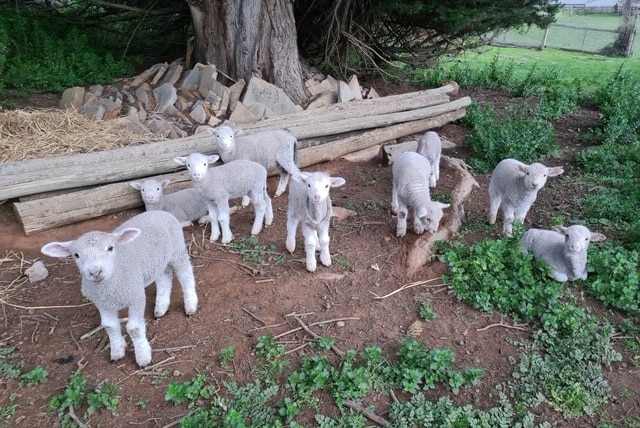 lambs standing under a tree