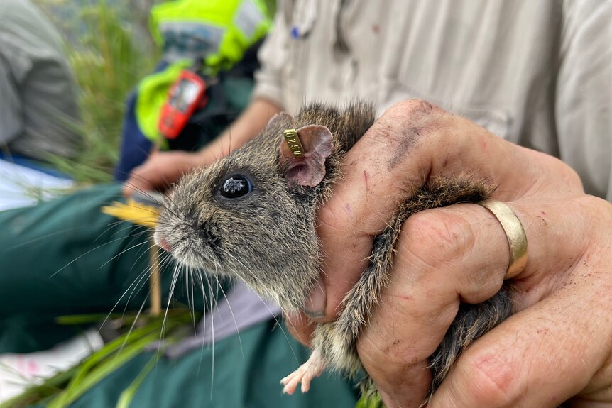 A mice with a tag in its ear, being held by a hand