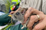A mice with a tag in its ear, being held in a person's hand