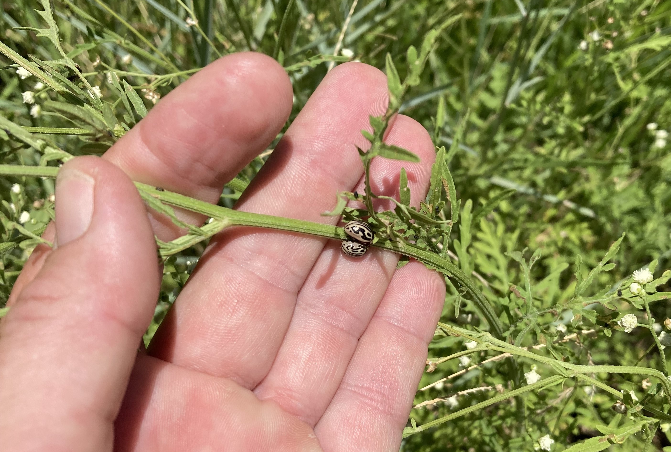 A hand holds the stalk of a bright green weed with two beetles on it they have a black and white cheetah like pattern.
