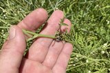 A hand holds the stalk of a bright green weed with two beetles on it they have a black and white cheetah like pattern.