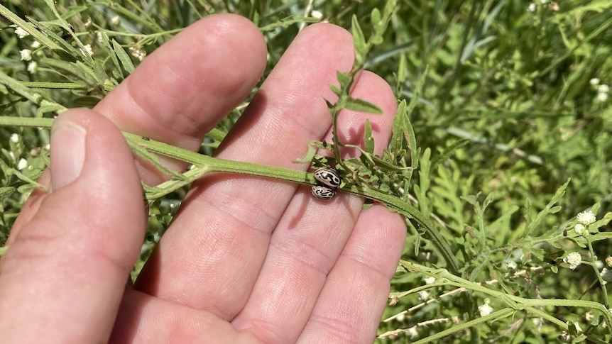 A hand holds the stalk of a bright green weed with two beetles on it they have a black and white cheetah like pattern.