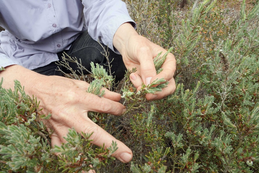 A person crouched down holding on to a plant in the bush