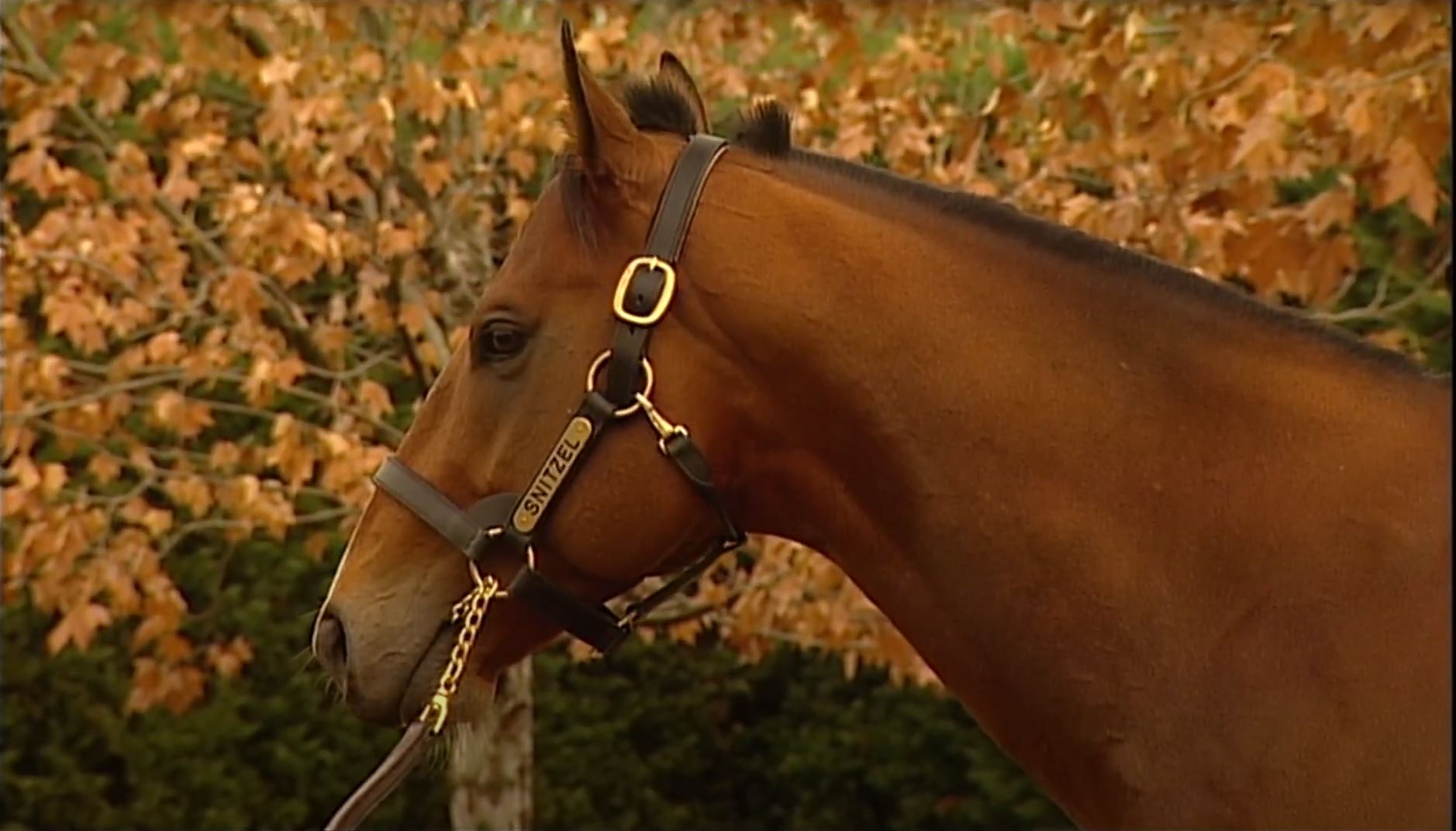 The neck and head of a horse with a metal plate on its bridle bearing the name 'Snitzel'.
