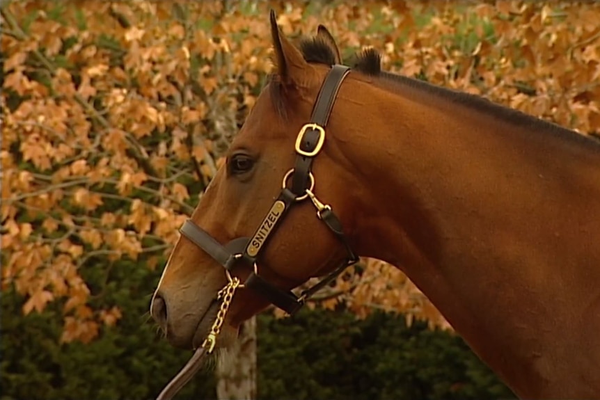 The neck and head of a horse with a metal plate on its bridle bearing the name 'Snitzel'.