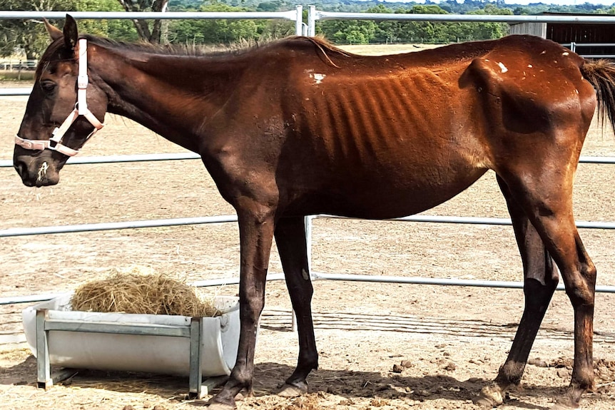 Horse seized by RSPCA over neglect concerns