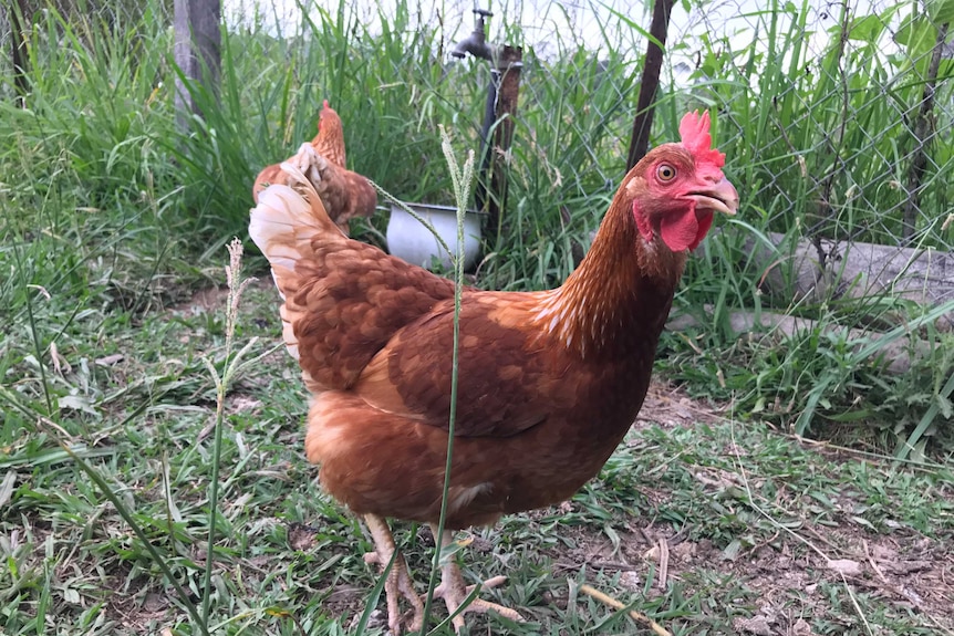 A chicken in some grass.