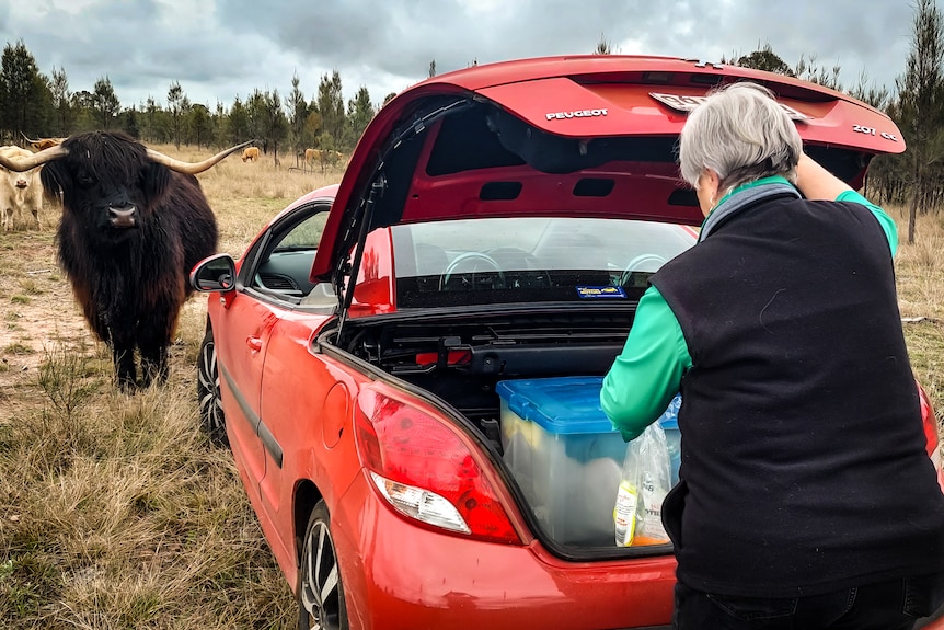 A woman opens the trunk of a red car, upland cattle approaches.