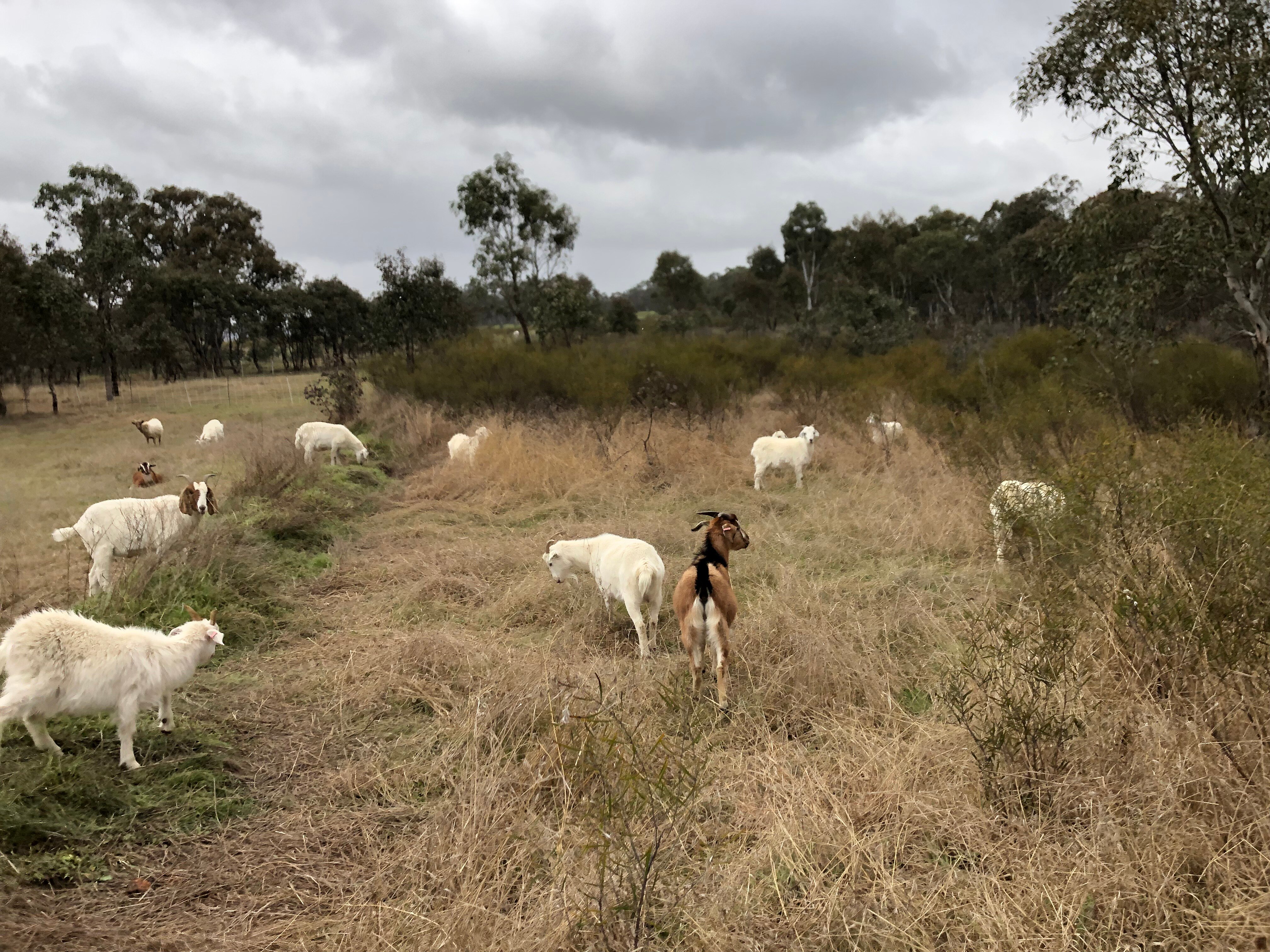 RFS deploys goats to reduce fuel loads as wet weather stymies hazard