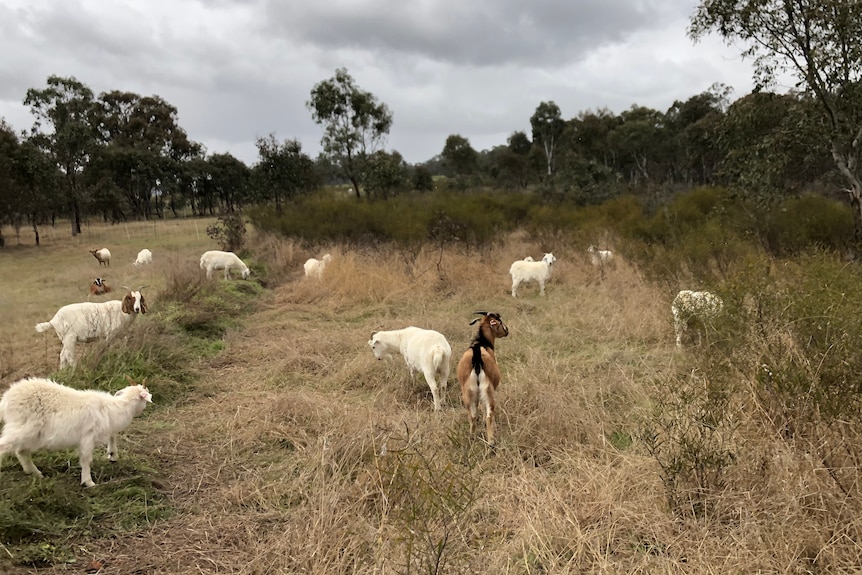An area of grassy, shrubland with a few goats scattered about.