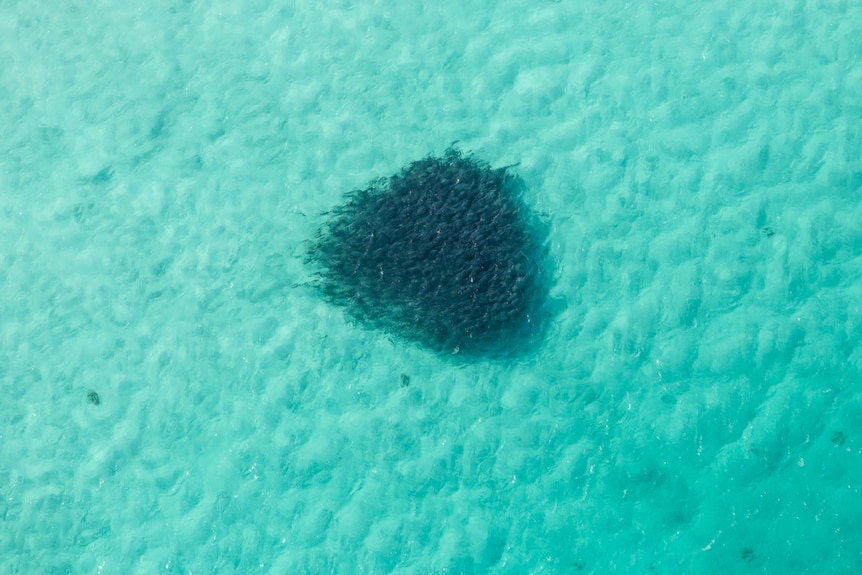 Salmon swimming at Hamelin Bay.