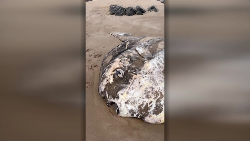 Screengrab of mobile vision of a large fish washed up on the beach.