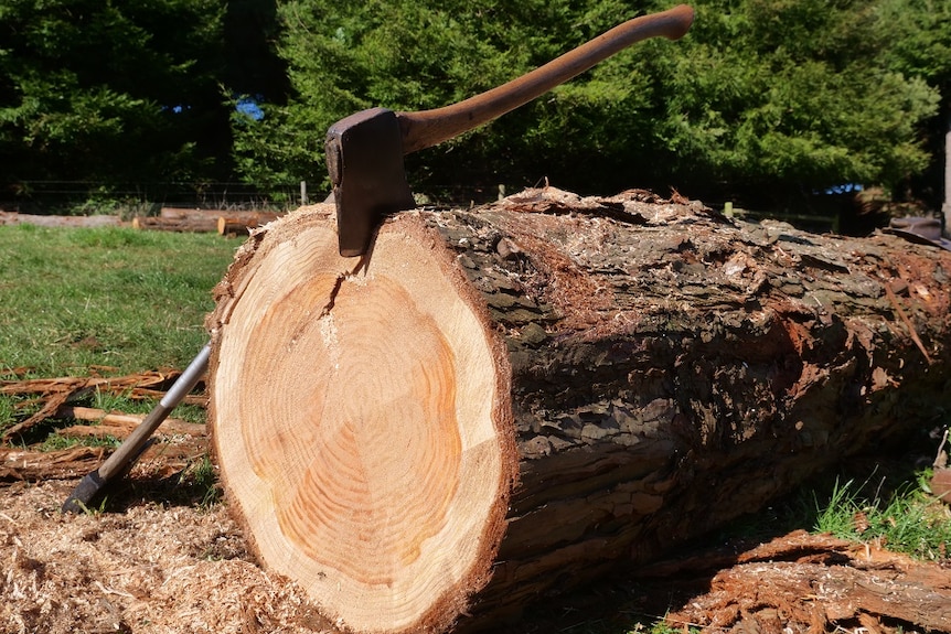 An axe wedged in a log.