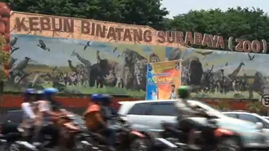 Surabaya Zoo, a.k.a. "death zoo"