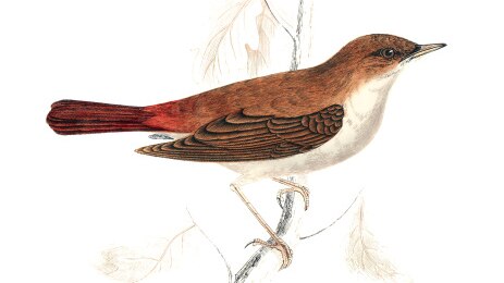 A watercolour illustration of a brown nightingale, perched on a grey branch, on a white background