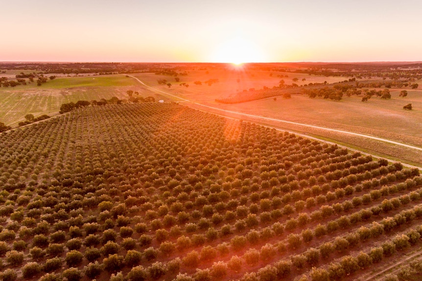 A field of olive trees at sunset