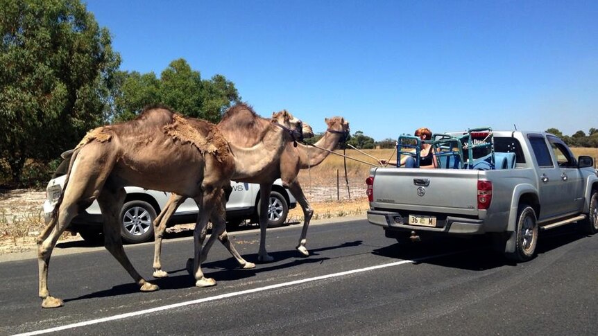 Evacuated camels return to work at Outback Splash after Bullsbrook fire in WA 11 January 2014