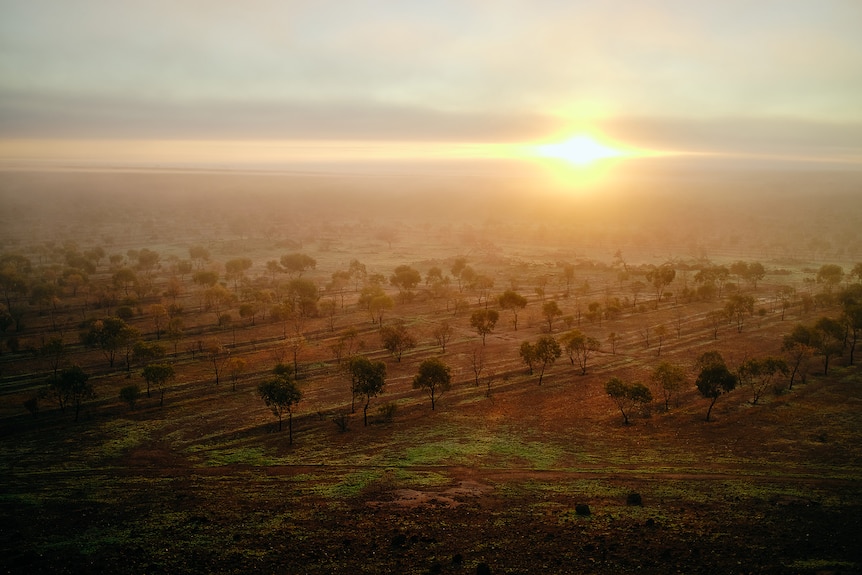 An aerial shot of trees in the northern Wheatbelt with the sun looming over the horizon.