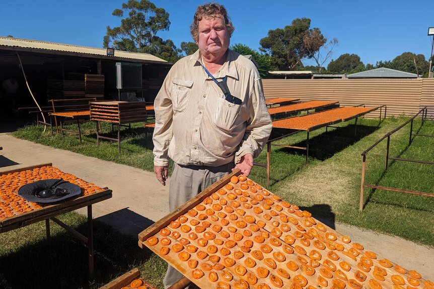 A middle-aged curly-haired man, Kris, with white zinc on his face he holds up a tray of dried apricots.