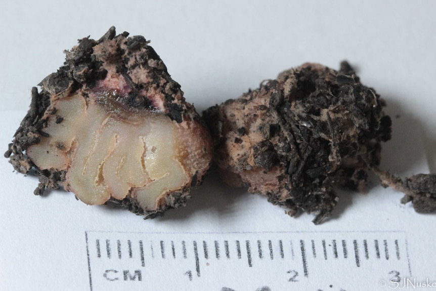 Two truffles covered in mud sit on a piece of paper with a ruler, measuring in at approximately three centimetres.
