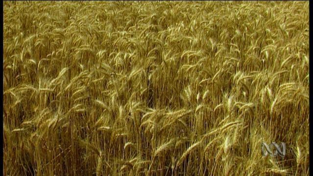 Photo of a field of wheat