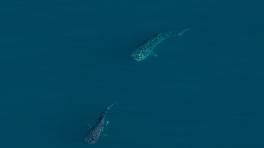 two whale sharks from above