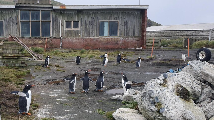 A number of gentoo penguins wandering around a muddy yard in front of a wooden hut.