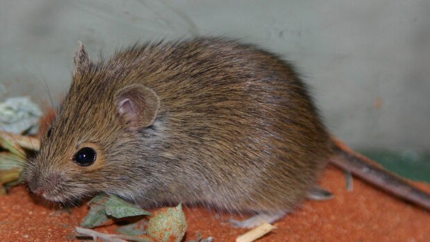The desert mouse was thought to have been extinct for 150 years.