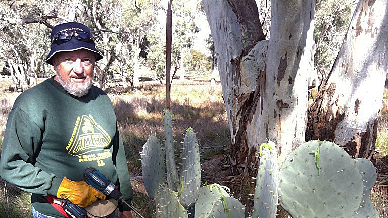 Tackling an outback pest plant