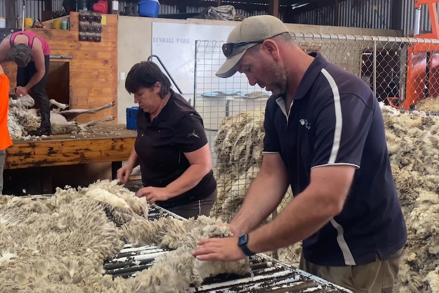 A man and a women stand at a table looking down at recently sheared wool, a man shears a sheep in the background. 