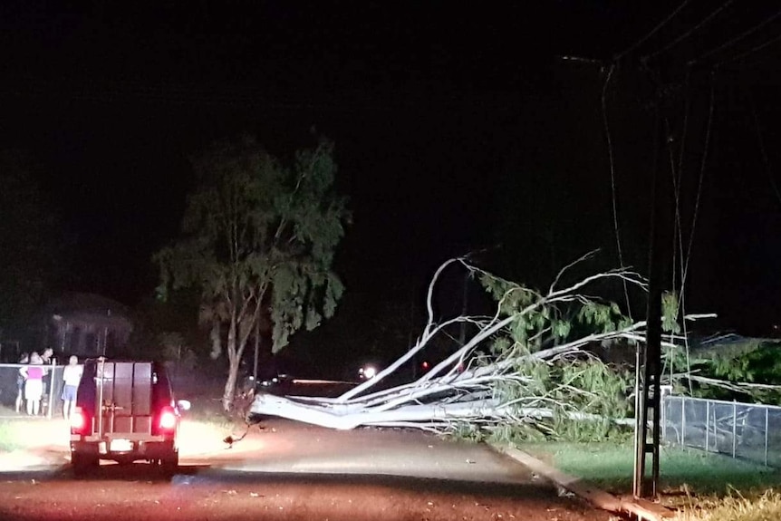 A large gum tree blocks the road at Holtze Crescent in Katherine.