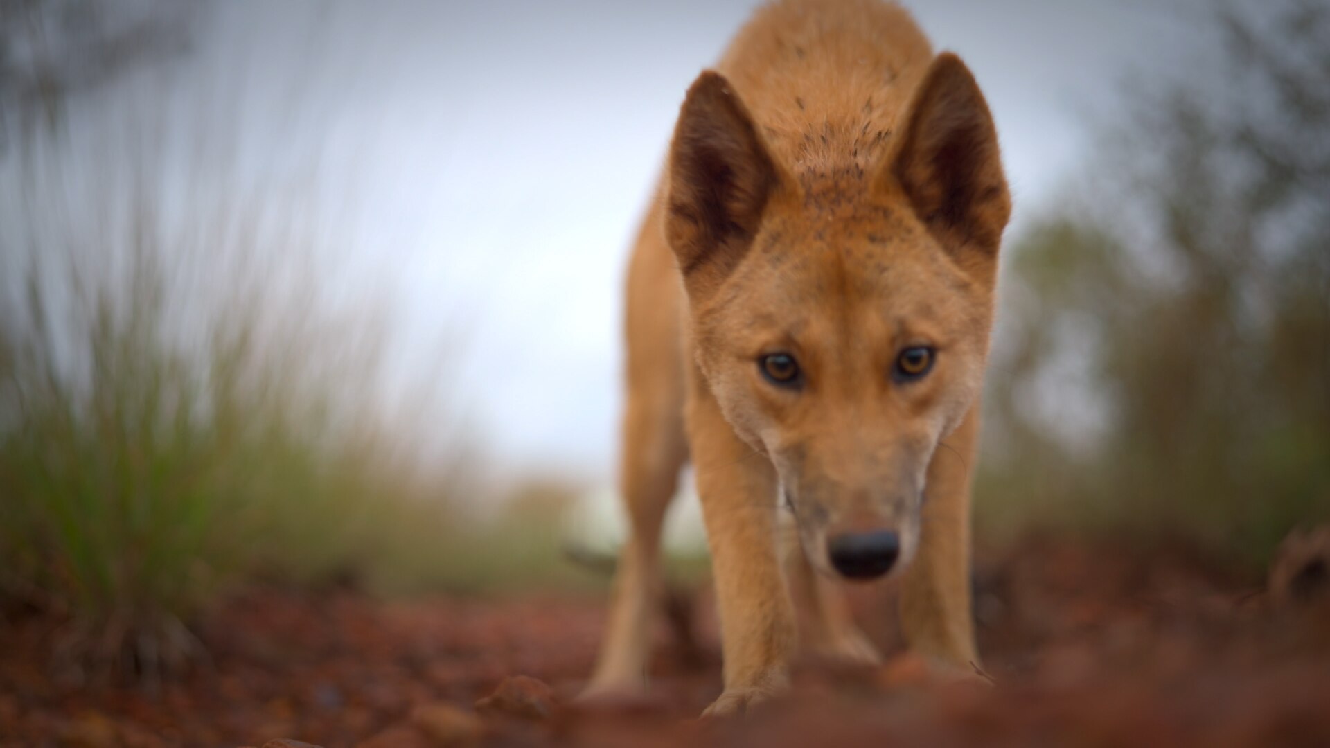 Arrival of the dingo  National Museum of Australia