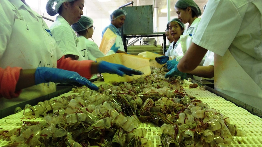 Workers peel prawns at a factory in Carnarvon