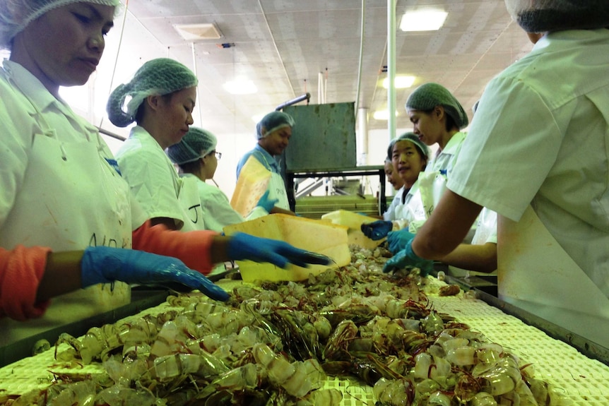 Workers peel prawns at a factory in Carnarvon