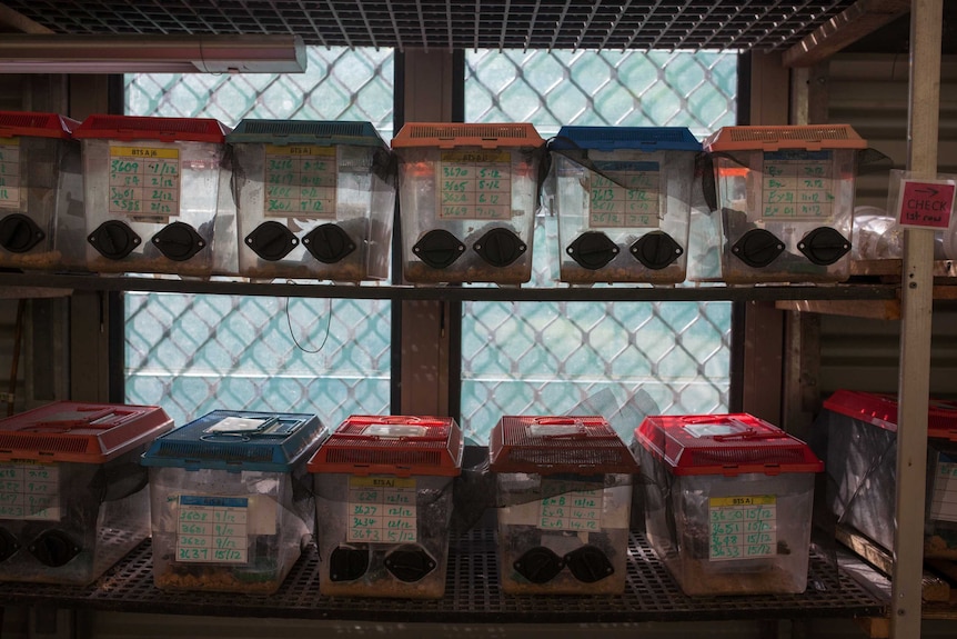 Containers with blue-tailed skink eggs inside a research station on Christmas Island.