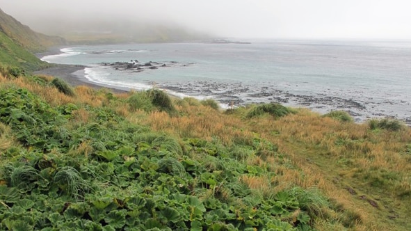 Sandy Bay, Macquarie Island