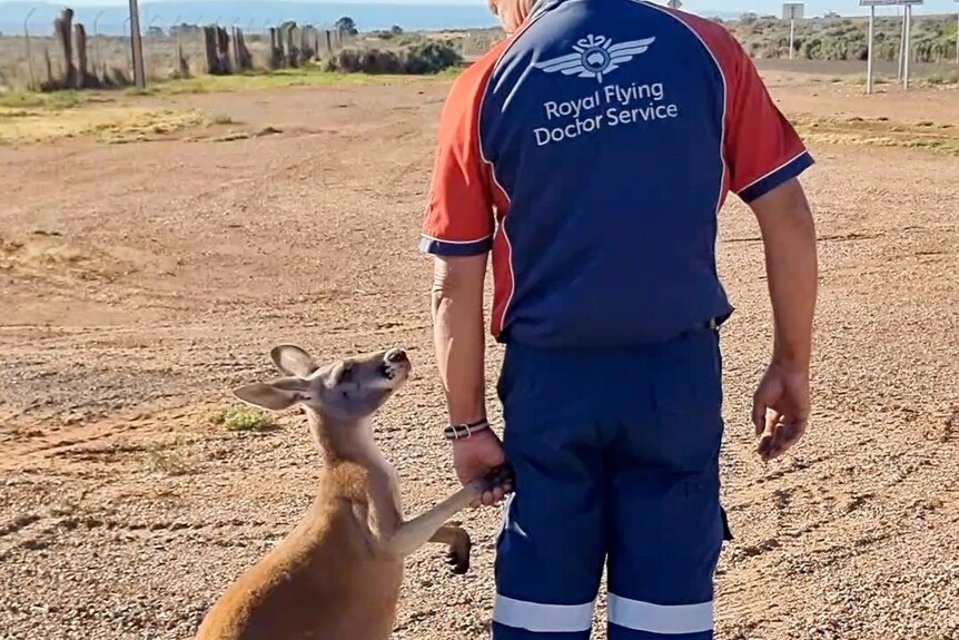 A man holds hands with a kangaroo