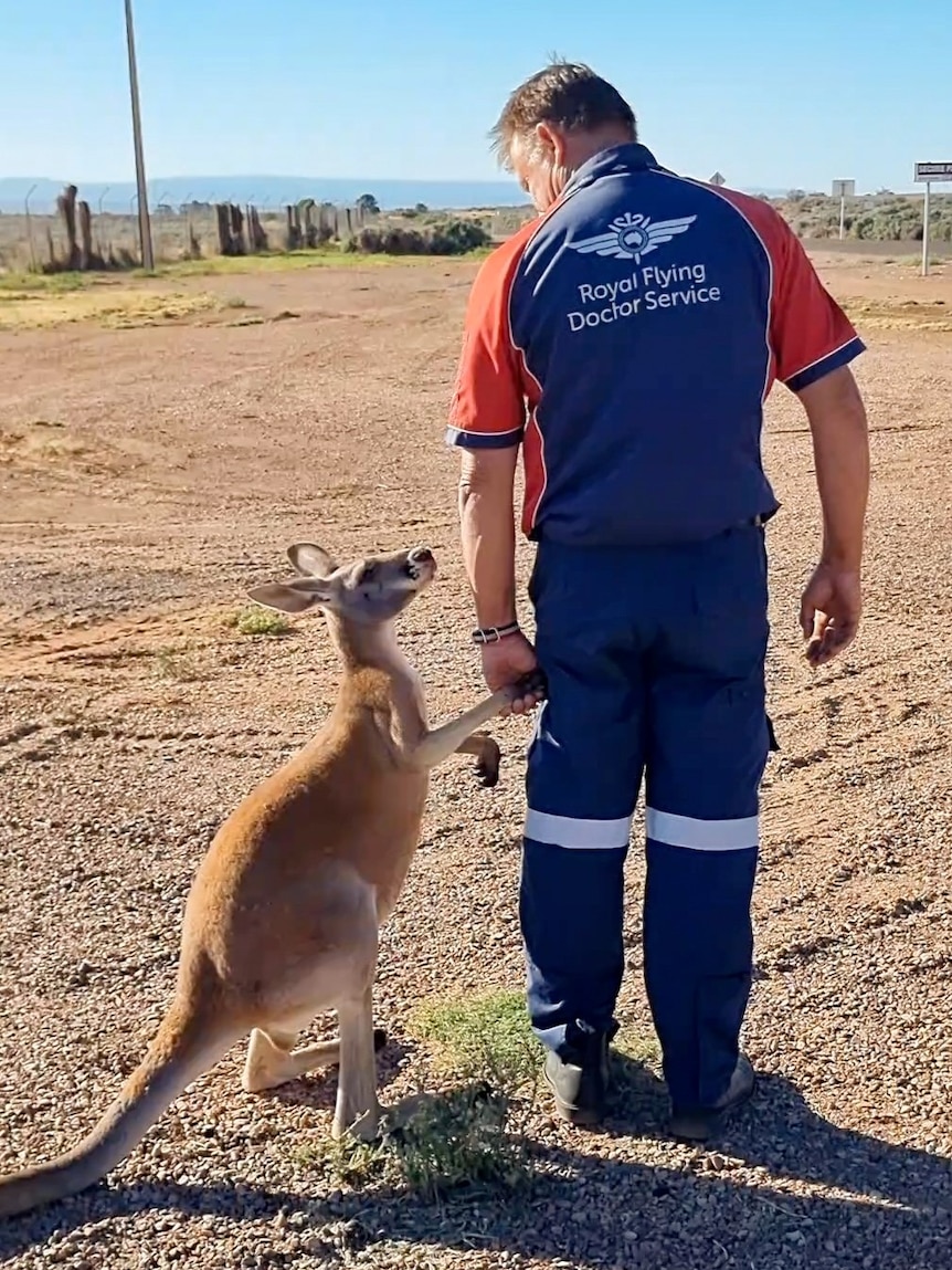 A man holds hands with a kangaroo