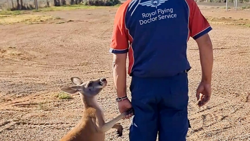 A man holds hands with a kangaroo