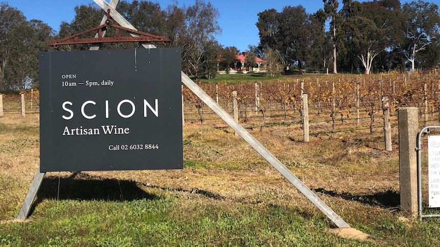 black sign with scion artisan wine written on it in front of vineyard