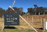black sign with scion artisan wine written on it in front of vineyard