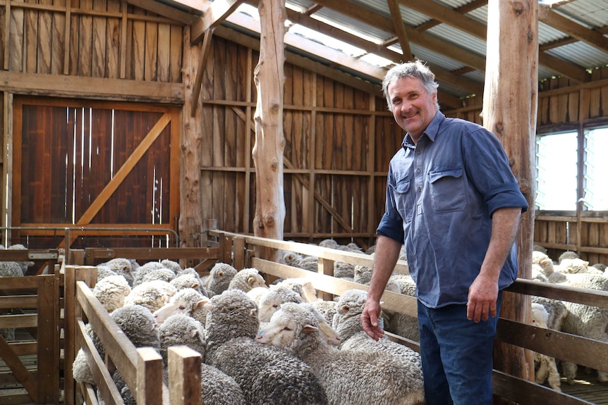 a farmer loads sheep into pens inside a shearing shed
