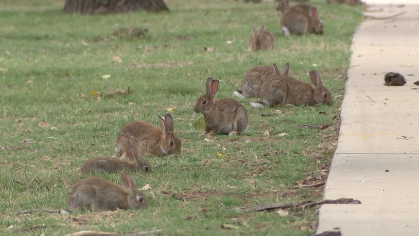 Rabbits eat grass near a footpath.