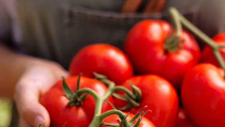 Tomatoes on a vine held up by a hand