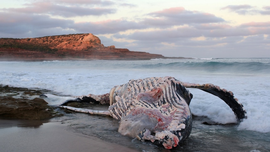 The whale carcass washed up on Red Bluff beach.